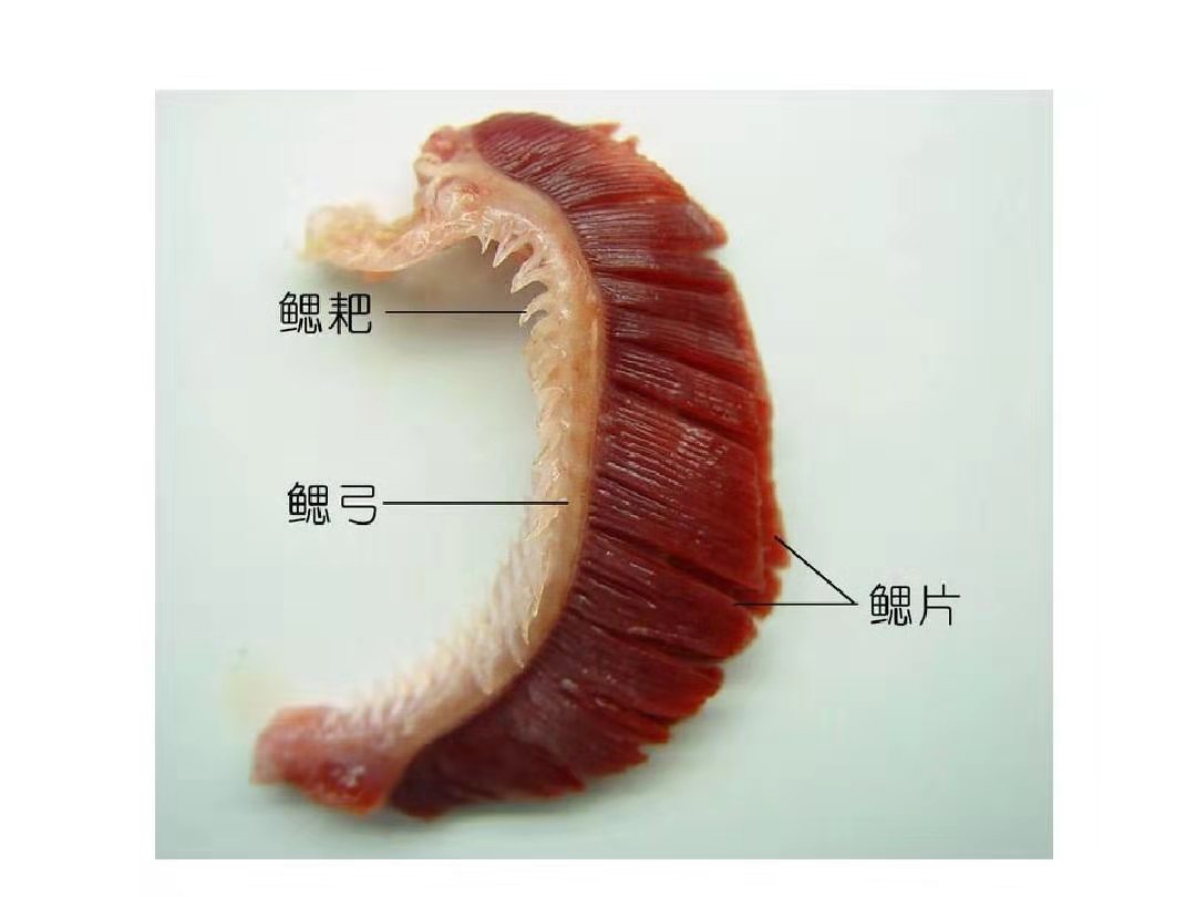 生物学笔记 · 盲鳗、七鳃鳗 & 软骨鱼纲 & 辐鳍亚纲 & 肉鳍鱼类 - 知乎