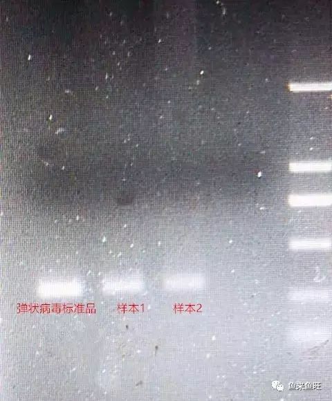 2018042323170490.jpg