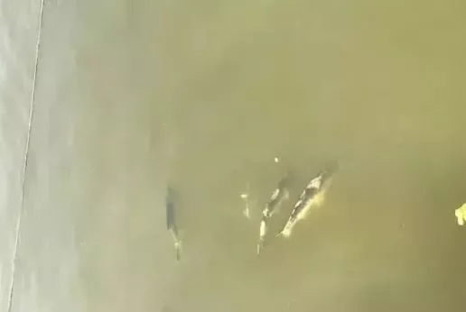 1611825597111882_476.jpg