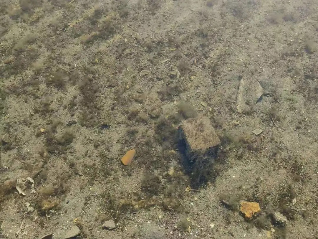 1617181524140257_248.jpg
