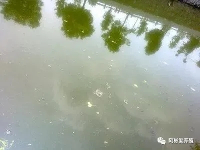 1617925277221853_196.jpg