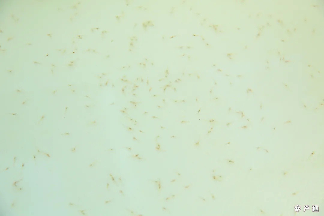 1618457279588733_609.jpg