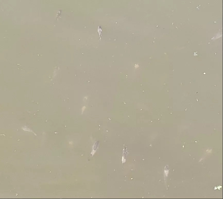 1618903931259984_786.png