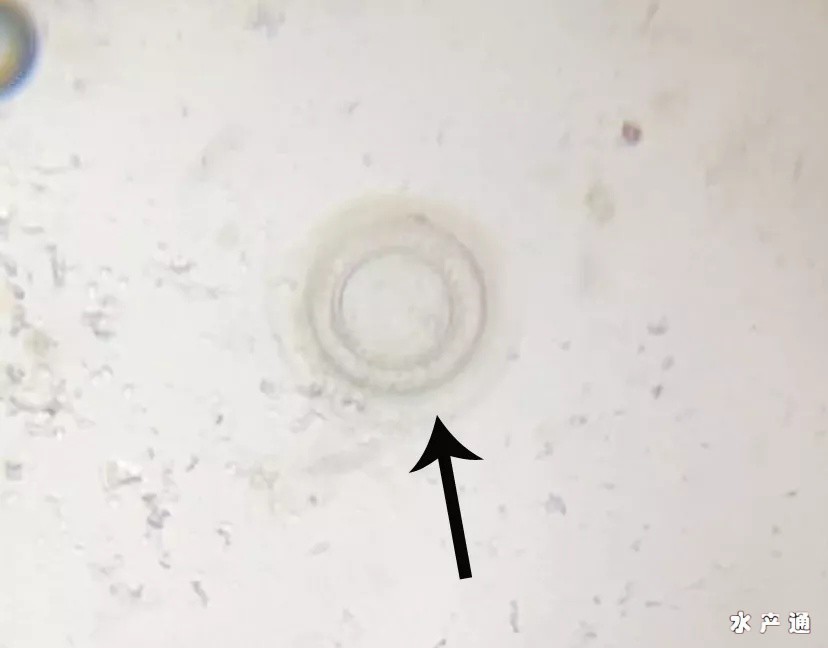 1620035319860691_776.png