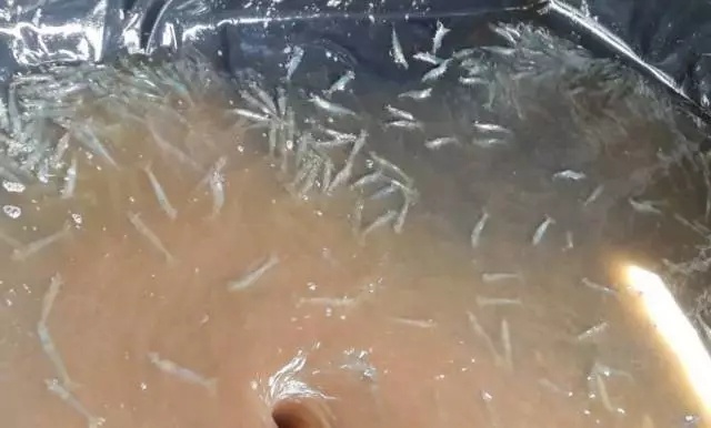 1621260094393132_224.jpg
