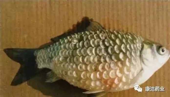 163452724064829_361.jpg